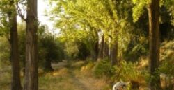 ZUJAR – Finca Agrícola en Venta con Molino, Vivienda y Piscina