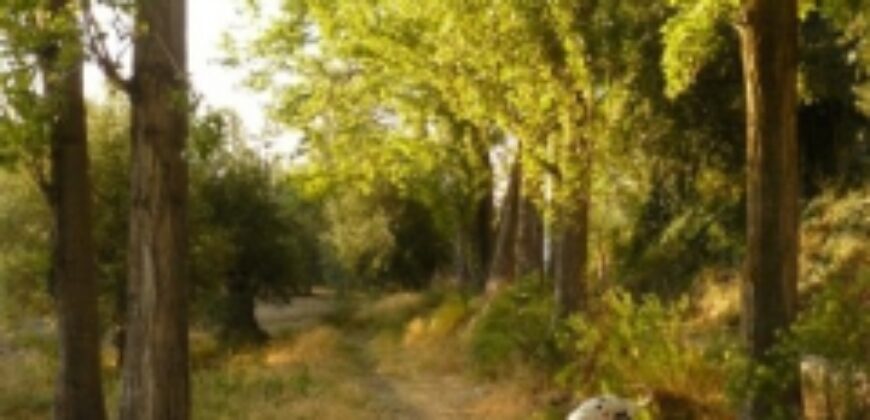 ZUJAR – Finca Agrícola en Venta con Molino, Vivienda y Piscina