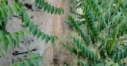 ALBONDON – Finca Rústica en Venta con cortijo para restaurar
