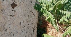 ALBONDON – Finca Rústica en Venta con cortijo para restaurar