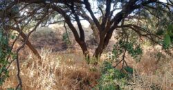 ALBONDON – Finca Rústica en Venta con cortijo para restaurar