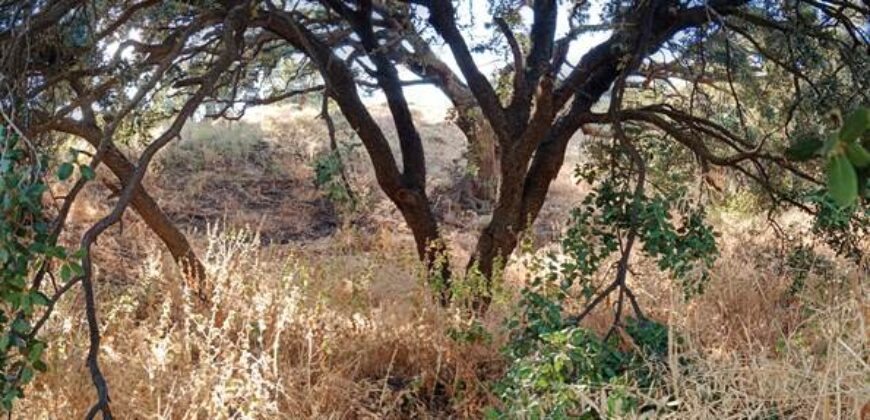 ALBONDON – Finca Rústica en Venta con cortijo para restaurar