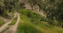 ALBONDON – Finca Rústica en Venta con cortijo para restaurar