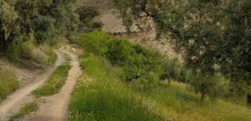 ALBONDON – Finca Rústica en Venta con cortijo para restaurar