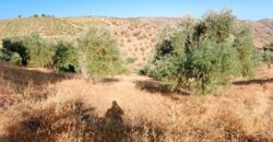 ALBONDON – Finca Rústica en Venta con cortijo para restaurar