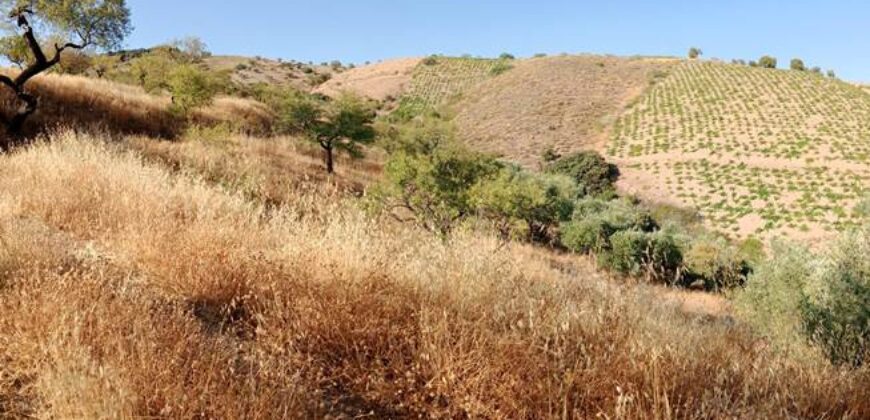 ALBONDON – Finca Rústica en Venta con cortijo para restaurar