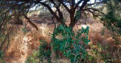 ALBONDON – Finca Rústica en Venta con cortijo para restaurar