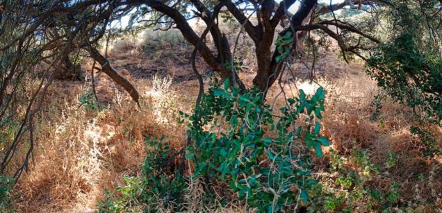 ALBONDON – Finca Rústica en Venta con cortijo para restaurar