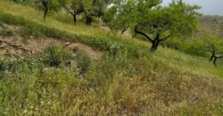 ALBONDON – Finca Rústica en Venta con cortijo para restaurar