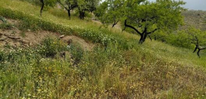 ALBONDON – Finca Rústica en Venta con cortijo para restaurar