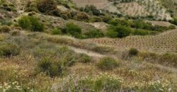 ALBONDON – Finca Rústica en Venta con cortijo para restaurar
