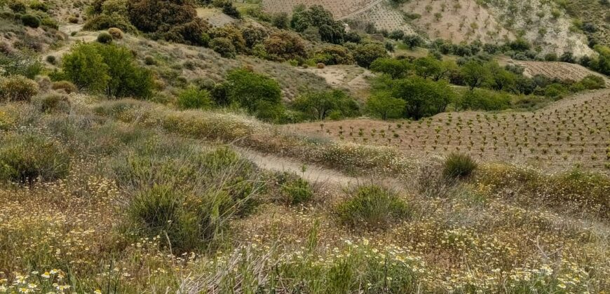 ALBONDON – Finca Rústica en Venta con cortijo para restaurar