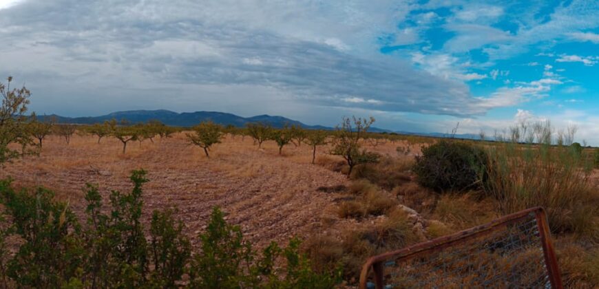 FREILA – Cortijo con Cueva en finca agrícola de 8 hectáreas